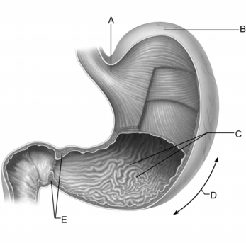   Figure 23.1 Use the diagram above to answer the following questions. -Identify the letter that indicates the region of the stomach that regulates the passage of chyme into the small intestine. A)  A B)  B C)  C D)  D E)  E