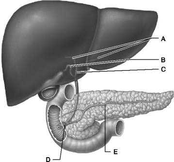   Figure 23.2 Use the diagram above to answer the following questions. -Identify the letter that indicates the duct formed by the union of the right and left hepatic ducts. A)  A B)  B C)  C D)  D E)  E
