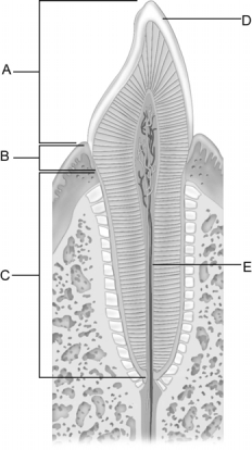   Figure 23.3 Use the diagram above to answer the following questions. -Identify the letter that indicates the hardest substance in the body. A)  A B)  B C)  C D)  D E)  E