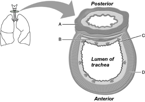   Figure 22.2 Use the diagram above to answer the following questions. -Identify the letter that indicates Ciliated cells in this layer transport mucus laden with dust, bacteria, pollen, and viruses towards the pharynx. A)  A B)  B C)  C D)  D E)  E