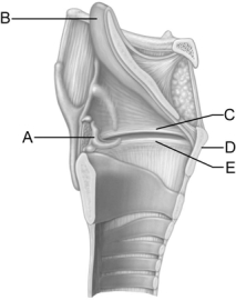   Figure 22.3 Use the diagram above to answer the following questions. -Identify the letter that indicates the cartilage that folds over the opening of the larynxthe glottis. The function of this cartilage is to prevent aspiration of foods and liquids into the lower respiratory tubes. A)  A B)  B C)  C D)  D E)  E