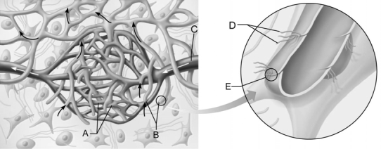   Figure 21.1 Use the diagram above to answer the following questions. -Identify the letter that indicates the smallest lymphatic vessel that collects lymph in the peripheral tissue. A)  A B)  B C)  C D)  D E)  E