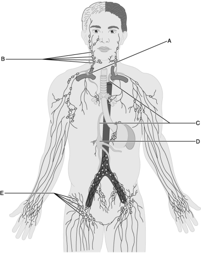   Figure 21.2 Use this illustration to answer the following questions. -Identify the letter that indicates the large lymph vessel that drains three-quarters of the body. A)  A B)  B C)  C D)  D E)  E