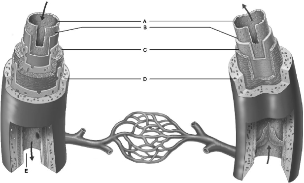   Figure 20.1 Use the diagram above to answer the following questions. -Identify the letter that indicates the blood vessel layer that is comprised of circular and longitudinal smooth muscle. A)  A B)  B C)  C D)  D E)  E