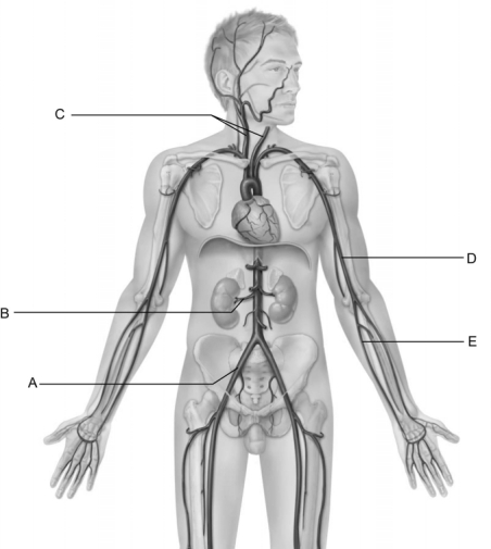   Figure 20.2 Use the diagram above to answer the following questions. -Identify the letter that indicates the renal artery. A)  A B)  B C)  C D)  D E)  E