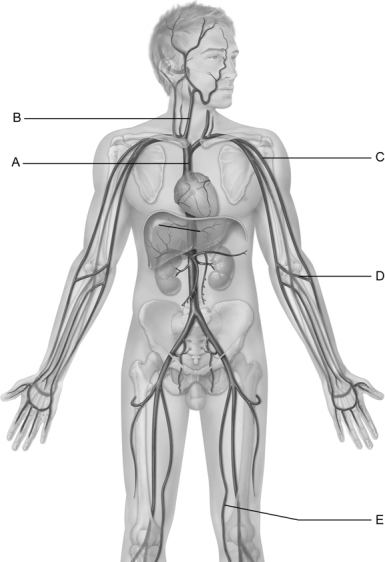  Figure 20.3 Use the diagram above to answer the following questions. -Identify the letter that indicates the longest vein in the body. A)  A B)  B C)  C D)  D E)  E