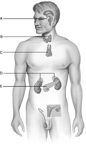   Figure 17.1 Use the diagram above to answer the following questions. -Identify the letter that indicates a gland that secretes corticosteroids. A)  A B)  B C)  C D)  D E)  E