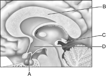   Figure 17.2 Use the diagram above to answer the following questions. -Identify the letter that indicates a gland that regulates circadian rhythms. A)  A B)  B C)  C D)  D E)  E