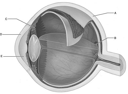   Figure 16.2 Use the diagram above to answer the following questions. -Identify the letter that indicates the region of the retina that contains only cones and provides maximal visual acuity. A)  A B)  B C)  C D)  D E)  E