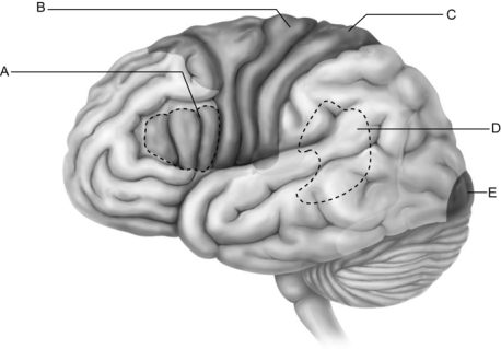   Figure 13.1 Use the diagram above to answer the following questions. -Which letter indicates an area that is characterized by huge neurons known as pyramidal cells? A)  A B)  B C)  C D)  D E)  E