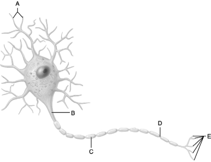 <strong> Figure 12.1 Use the diagram pictured above to answer the following questions. Identify the letter that indicates the region of a neuron with a name that means ʺlittle hill.ʺ</strong> A) A B) B C) C D) D E) E