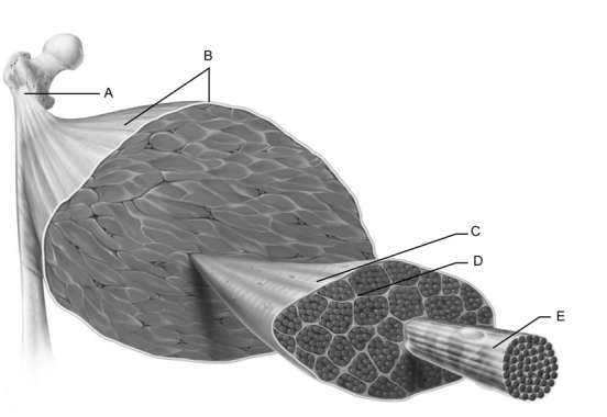   Figure 10.1 Use the diagram above to answer the following questions. -This indicates an individual fascicle. A)  A B)  B C)  C D)  D E)  E