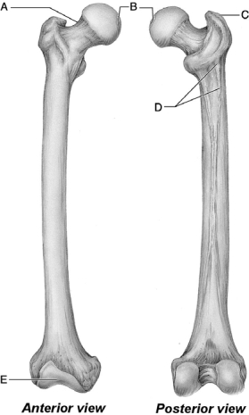   Figure 8.2 Use the diagram above to answer the following questions. -Which letter indicates the gluteal tuberosity of the femur? A)  A B)  B C)  C D)  D E)  E