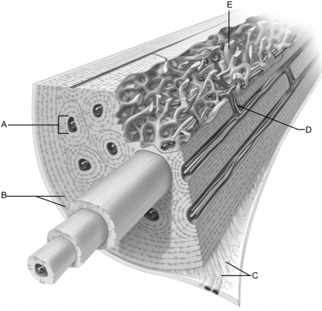   Figure 6.2 Use the diagram above to answer the following questions. -Which letter indicates the collagen fibers of the periosteum known as the perforating, or Sharpeyʹs, fibers? A)  A B)  B C)  C D)  D E)  E