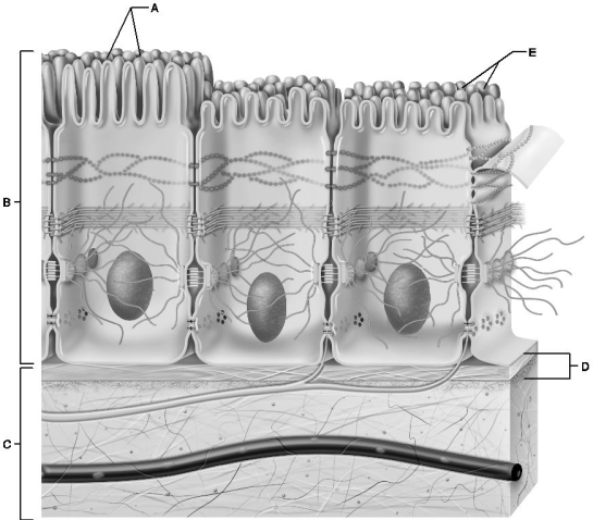   Figure 4.1 Use the diagram above to answer the following questions. -Which letter indicates the epithelium? A)  A B)  B C)  C D)  D E)  E