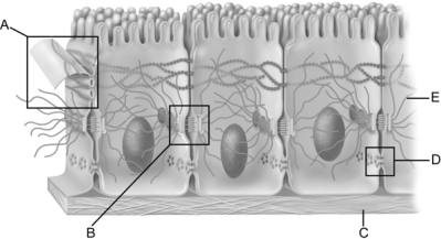   Figure 4.2 Use the diagram above to answer the following questions. -Which letter indicates the acellular layer that acts as a selective filter and a scaffold for regenerating epithelial cells? A)  A B)  B C)  C D)  D E)  E