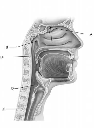   Figure 22.1 Use the diagram above to answer the following questions. -Identify the letter that indicates a flexible tube that has C-shaped cartilaginous rings that keep it from collapsing. A)  A B)  B C)  C D)  D E)  E