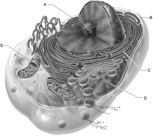   Figure 2.1 Use the diagram above to answer the following questions. -Which letter indicates the nucleolus? A)  A B)  B C)  C D)  D E)  E