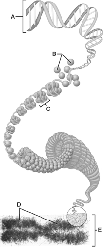   Figure 2.2 Use the diagram above to answer the following questions. -Which letter indicates the chromatid? A)  A B)  B C)  C D)  D E)  E