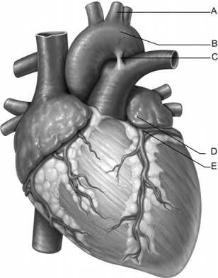   Figure 19.1 Use the diagram above to answer the following questions. -Identify the letter that indicates the left auricle. A)  A B)  B C)  C D)  D E)  E