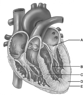   Figure 19.2 Use the diagram above to answer the following questions. -Identify the letter that indicates anchor points for chordae tendineae, composed of cells from the myocardium. A)  A B)  B C)  C D)  D E)  E