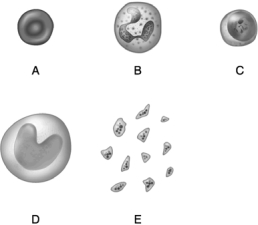   Figure 18.1 Use the diagram above to answer the following questions. -Identify the letter that indicates the formed element of the blood that develops into phagocytic cells called macrophages. A)  A B)  B C)  C D)  D E)  E