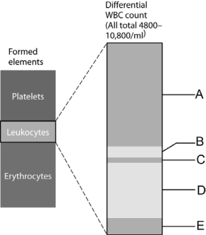   Figure 18.2 Use the diagram above to answer the following questions. -Identify the letter that indicates the fraction of leukocytes that represents neutrophils. A)  A B)  B C)  C D)  D E)  E