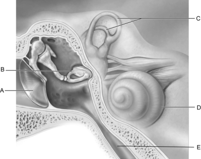   Figure 16.1 Use the diagram above to answer the following questions. -Identify the letter that indicates the structure that is called the cochlea. A)  A B)  B C)  C D)  D E)  E