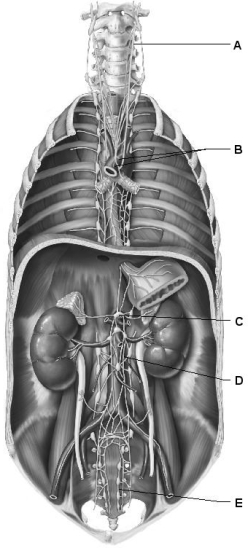   Figure 15.1 Use the diagram above to answer the following questions. -Which letter indicates the left vagus nerve? A)  A B)  B C)  C D)  D E)  E
