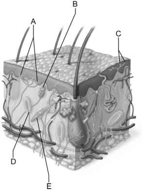   Figure 14.1 Use the diagram above to answer the following questions. -Which letter indicates a bulbous corpuscle (Ruffini ending)  that slowly adapts to deep pressure stimuli? A)  A B)  B C)  C D)  D E)  E