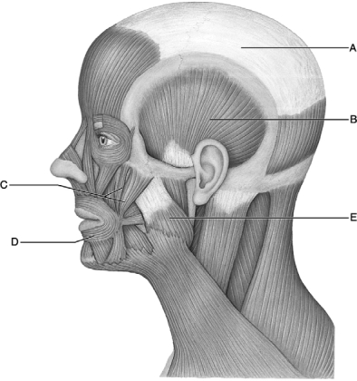   Figure 11.2 Use the diagram above to answer the following questions. -Identify the letter that indicates the Temporalis. A)  A B)  B C)  C D)  D E)  E