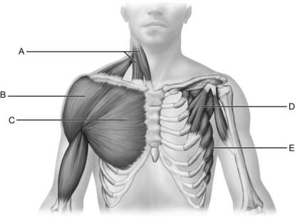   Figure 11.3 Use the diagram above to answer the following questions. -Identify the letter that indicates the Serratus anterior. A)  A B)  B C)  C D)  D E)  E