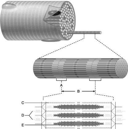   Figure 10.2 Use the diagram above to answer the following questions. -Identify the letter that indicates the I band. A)  A B)  B C)  C D)  D E)  E