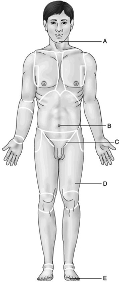 <strong>Use the diagram below to answer the following questions. Figure 1.1 Which letter indicates the umbilical region?</strong> A) A B) B C) C D) D E) E