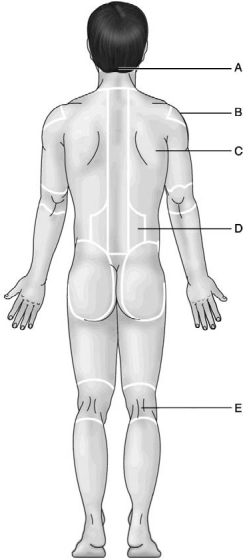 <strong> Figure 1.2 Use the diagram above to answer the following questions. Which letter indicates the popliteal region?</strong> A) A B) B C) C D) D E) E