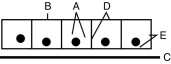 On the row of cells indicated below,match A-E to the terms in the following question(s).   Figure 3.1 -apical surface