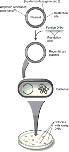 Figure 9.4    -In Figure 9.4, the bacteria transformed with the recombinant plasmid and plated on media containing ampicillin and X- gal will A)  form blue, ampicillin- sensitive colonies. B)  form white, ampicillin- resistant colonies. C)  form white, ampicillin- sensitive colonies. D)  form blue, ampicillin- resistant colonies. E)  not grow.
