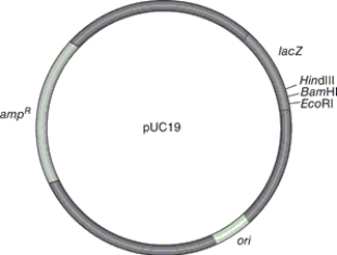 Figure 9.5    -Which of the following methods would be used to introduce the plasmid shown in Figure 9.5 into E. coli? A)  microinjection B)  Ti plasmids and Agrobacterium C)  gene guns D)  transformation