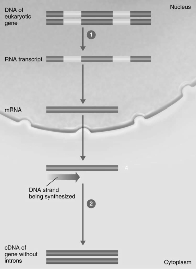 C)  contains selectable markers. D)  is very easy to isolate. E)  lacks introns. Answer: E Explanation: A)  B)  C)  D)  E)  Figure 9.2    -In Figure 9.2, the enzyme in step 1 is A)  RNA polymerase. B)  DNA ligase. C)  reverse transcriptase. D)  DNA polymerase. E)  spliceosome.