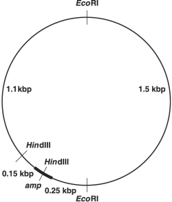 Figure 9.1    -In Figure 9.1, after digestion with the appropriate restriction enzyme, what is the smallest piece containing the ampicillin- resistance (amp)  gene? A)  0.17 kbp B)  0.25 kbp C)  1.08 kbp D)  1.50 kbp E)  3.00 kbp
