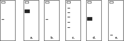 Figure 9.3    -The figure at the left in Figure 9.3 shows a gene identified by Southern blotting. What will a Southern blot of the same gene look like after PCR? A)  a B)  b C)  c D)  d E)  e