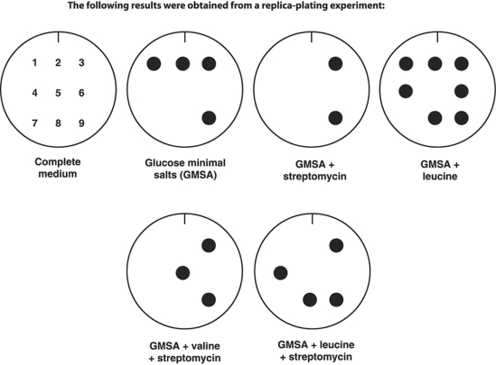 Figure 8.1    -In Figure 8.1, which colonies are streptomycin- resistant and leucine- requiring? A)  5 and 6 B)  4, 6, and 8 C)  1, 2, 3, and 9 D)  4 and 8 E)  3 and 9