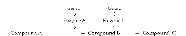 Figure 8.3 - Metabolic Pathway   -In Figure 8.3, if enzyme A is an inducible enzyme, A)  compound C would bind to the repressor. B)  compound B would bind to enzyme A. C)  compound A would bind to the repressor. D)  compound C would react with gene a. E)  compound A would react with enzyme B.