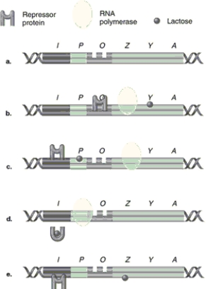 Figure 8.5    -In Figure 8.5, which model of the lac operon correctly shows RNA polymerase, lactose, and repressor protein when the structural genes are being transcribed? A)  a B)  b C)  c D)  d E)  e