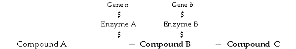 Figure 8.3 - Metabolic Pathway   -In Figure 8.3, if enzyme A is a repressible enzyme, compound C would A)  bind to the enzyme. B)  bind to RNA polymerase. C)  bind to gene a. D)  always be in excess. E)  bind to the corepressor.