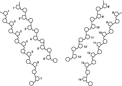 Figure 8.2    REPLICATION FORK -In Figure 8.2, if base 4 is thymine, what is base 11'? A)  guanine B)  uracil C)  thymine D)  adenine E)  cytosine
