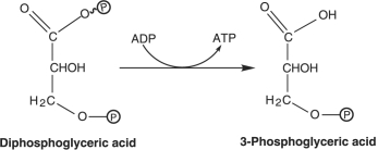 Figure 5.4    -How is ATP generated in the reaction shown in Figure 5.4? A)  photophosphorylation B)  oxidative phosphorylation C)  substrate- level phosphorylation D)  fermentation E)  glycolysis