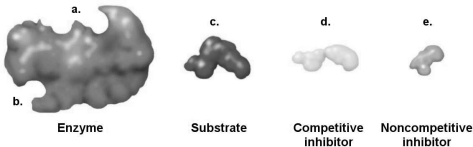 Figure 5.3    -How would a noncompetitive inhibitor interfere with a reaction involving the enzyme shown in Figure 5.3? A)  It would bind to a. B)  It would bind to b. C)  It would bind to c. D)  It would bind to d. E)  The answer cannot be determined based on the information provided.