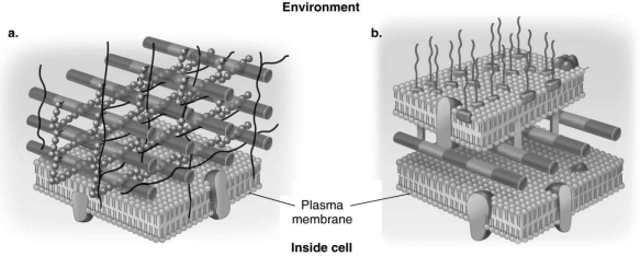 Figure 4.3    -In Figure 4.3, which diagram of a cell wall is resistant to many antibiotics (e.g., penicillin) ? A)  a B)  b C)  both a and b D)  neither a nor b E)  The answer cannot be determined based on the information provided.