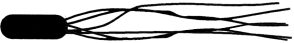 Figure 4.2    -Which of the following terms best describes the cell in Figure 4.2? A)  lophotrichous flagella B)  monotrichous flagella C)  axial filament D)  amphitrichous flagella E)  peritrichous flagella